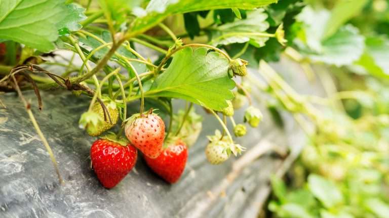 strawberry plant in an orchard e1567361501397