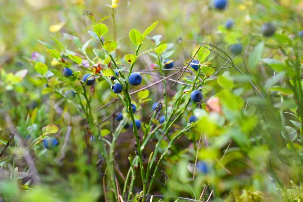 Grown blueberry bush