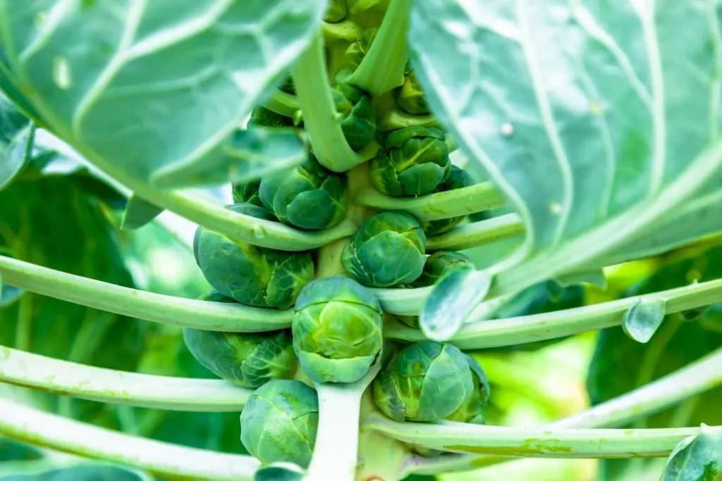 brussels sprouts on plant e1567285692871