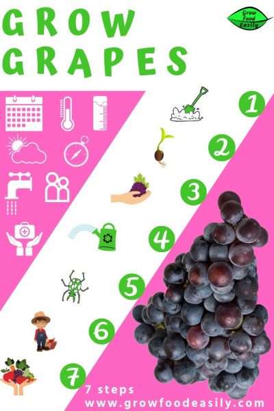 7 steps to grow grapes e1567360388417