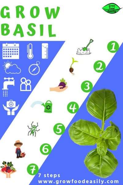 7 steps to growing basil e1567361156669
