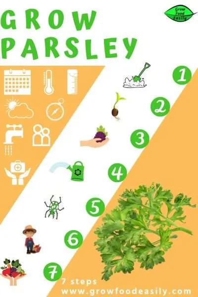 7 steps to growing parsley e1567360353706