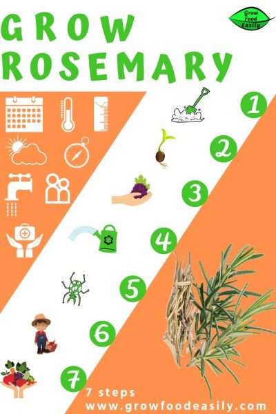 7 steps to growing rosemary e1567360678296