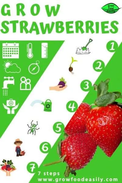 7 steps to growing strawberries e1567364795419