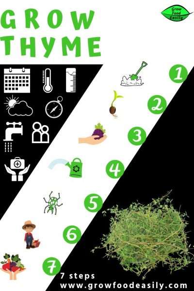 7 steps to growing thyme e1567359689965