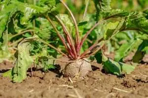beetroot growing in soil e1567359417659