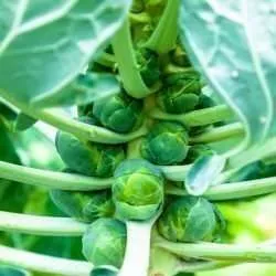 brussels sprouts on plant e1567285692871