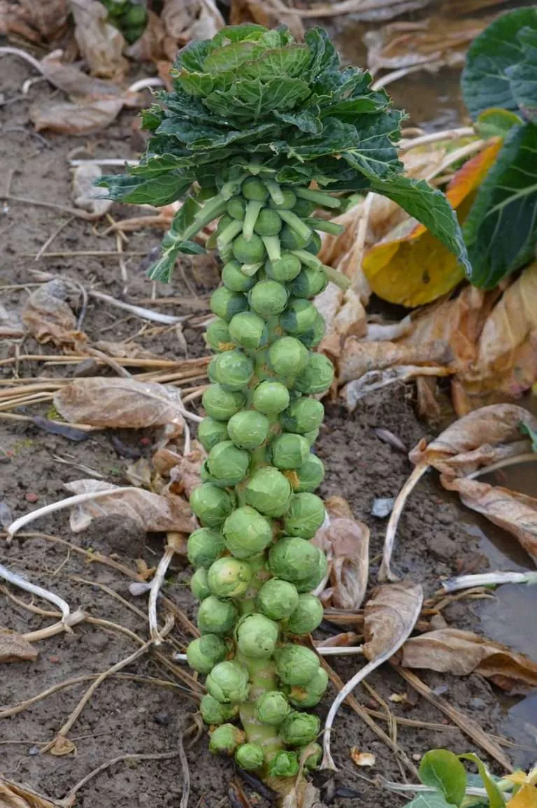 brussels sprouts plant 277190 1280 e1567285553158