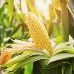 closeup corn on stalk in field e1567359024345