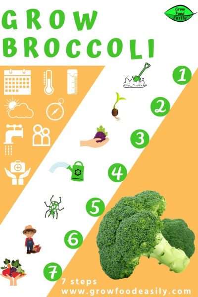 growing broccoli tips e1567365789895