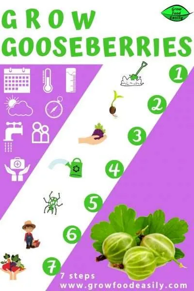growing gooseberries guide e1567365181367