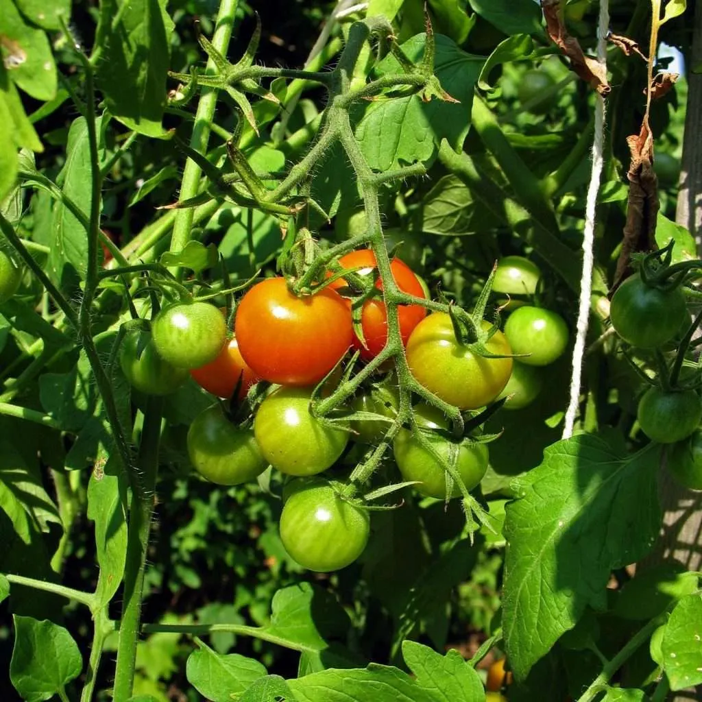 growing healthy tomatoes e1567365981786