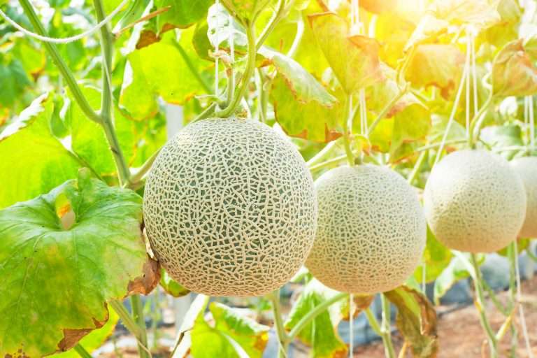 growing melons e1567365028538