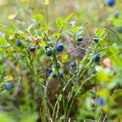 grown blueberry bush e1567365564148