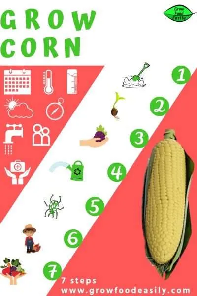 how to grow corn e1567358915168