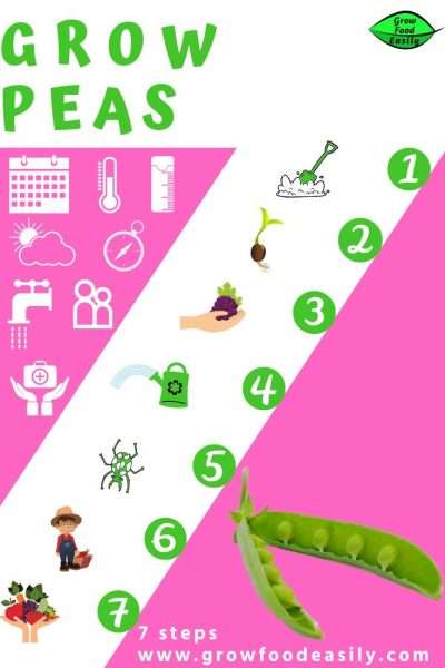 how to grow peas e1567358675705