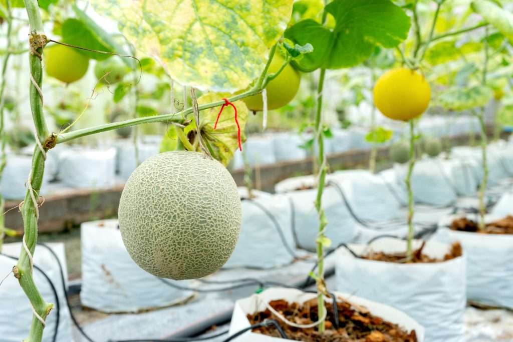 melon farm greenhouse e1567365073929