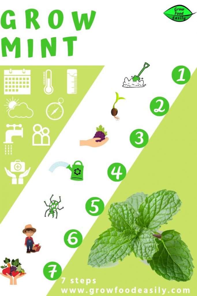 steps to grow mint