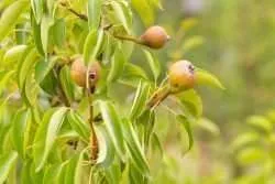 young pear tree e1567359201302