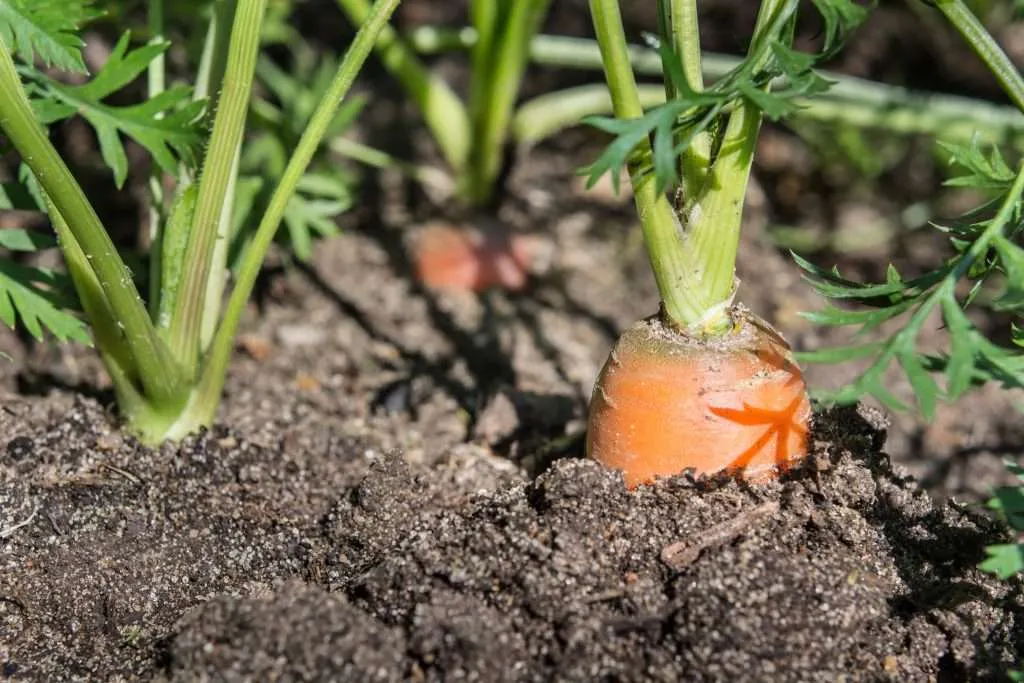 carrots grown in ground e1567284276620