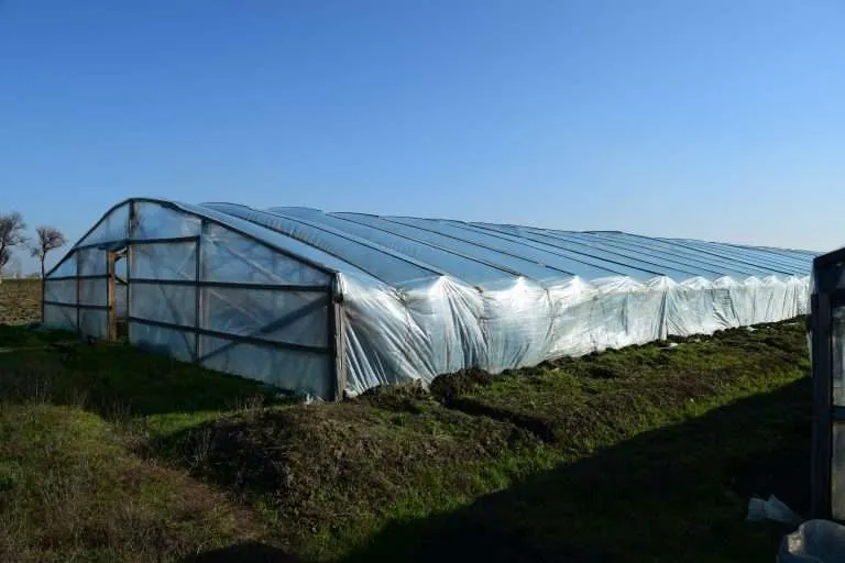 the greenhouse for growing vegetables in greenhouses e1567283341294