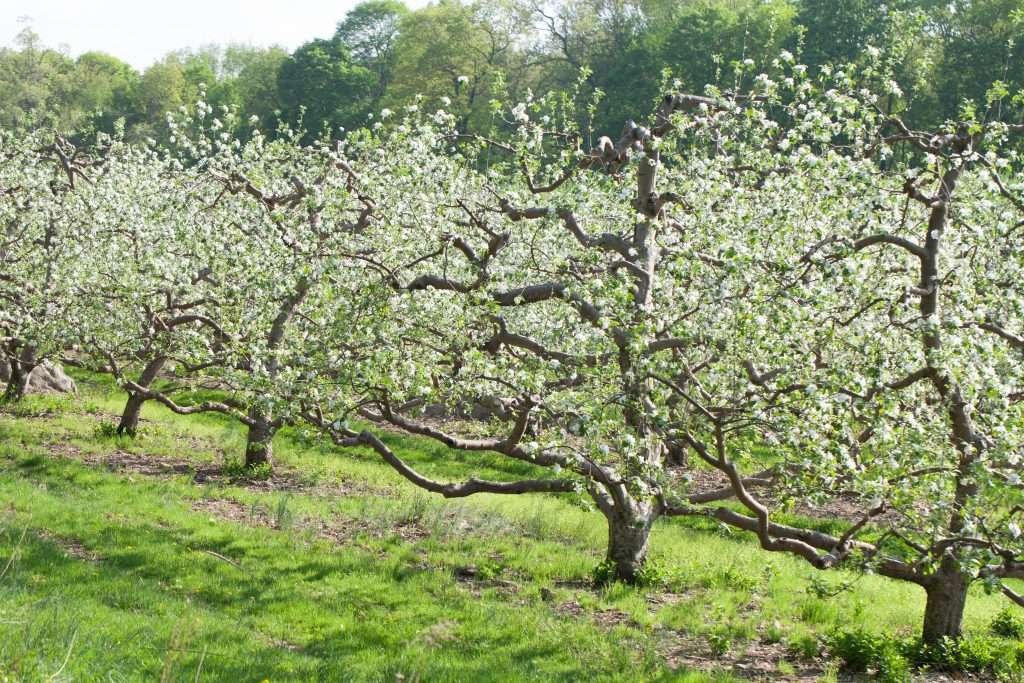 spring apple orchard e1567285447573