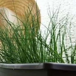 chives in a pot e1567285273586