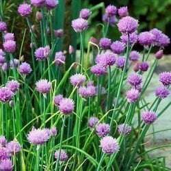 chives with flowers e1567285127376