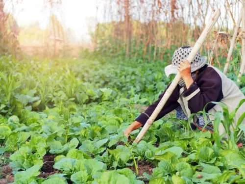 farmer harvesting natural garden vegetables e1567282116117