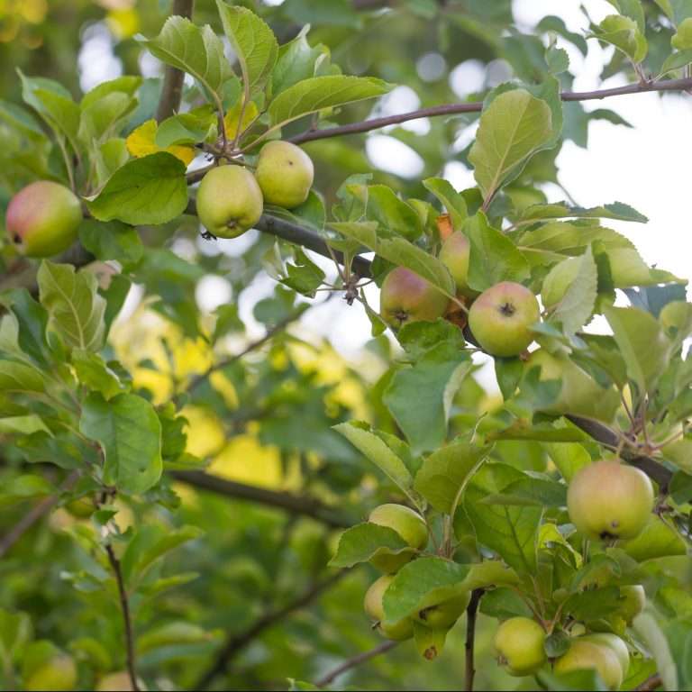 green unripe apples e1567285403207