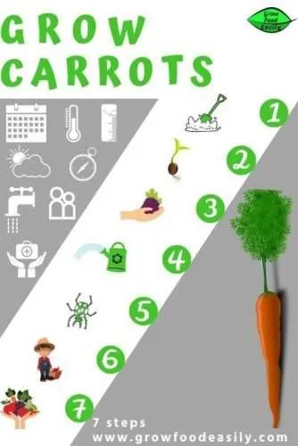 how to grow carrots e1567284065370