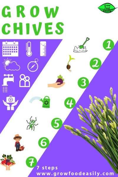 how to grow chives e1567285056448