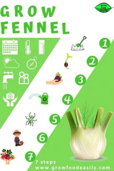 how to grow fennel bulb e1567284845292