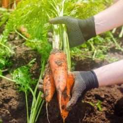 large carrots harvested e1567284153785