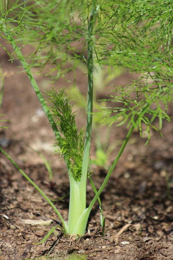 young fennel plant herb e1567284888225