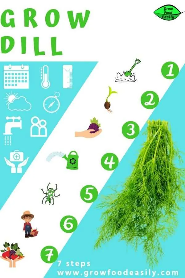 dill scaled