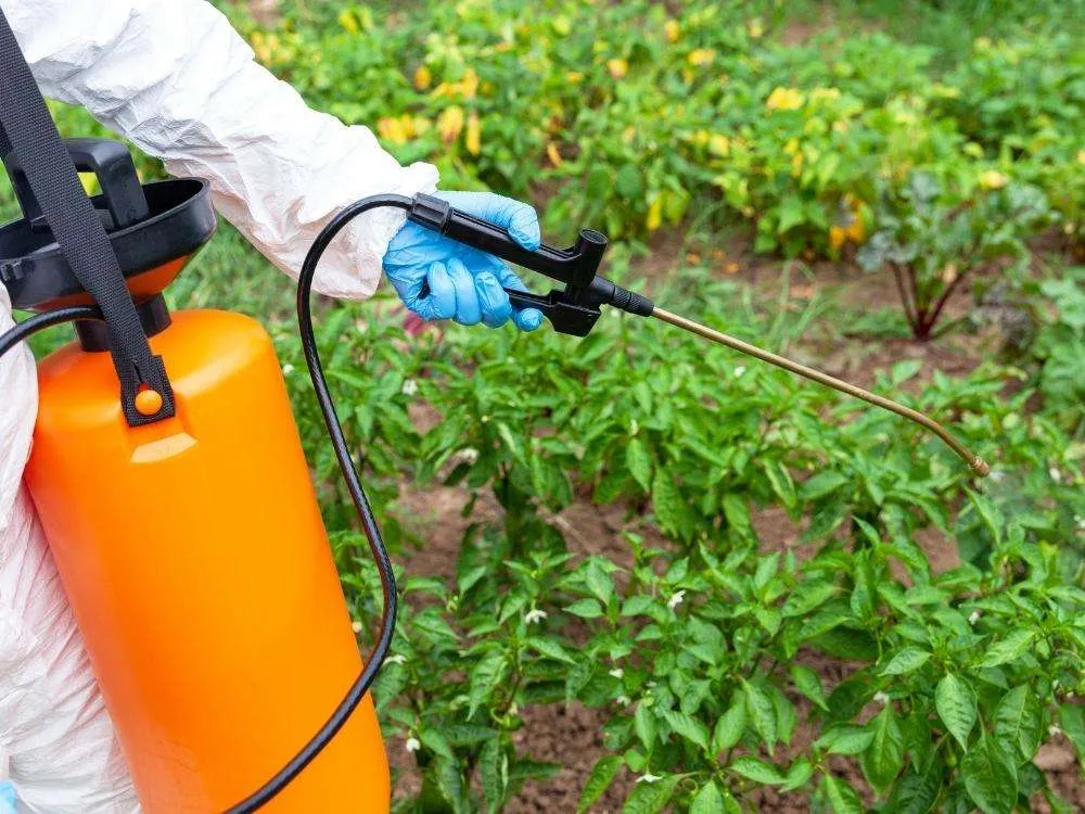 Chemical being sprayed on vegetables in a garden