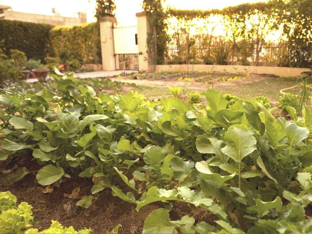 Front yard with vegetables growing