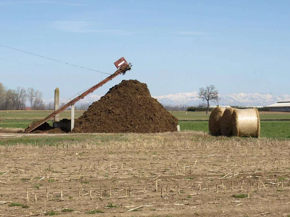 Pile of manure of a farm being processed