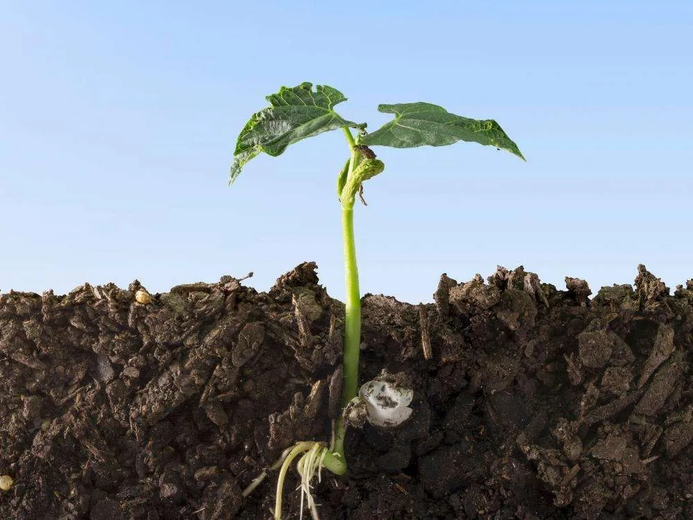 Side view of a vegetable growing in soil