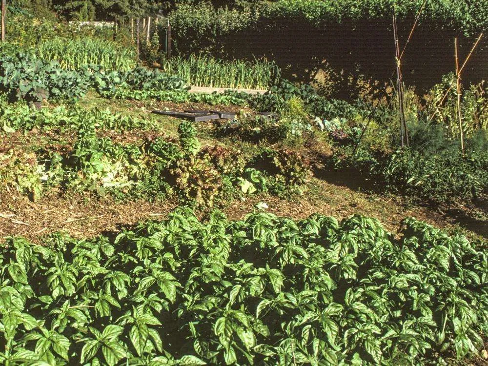 Vegetable garden in California