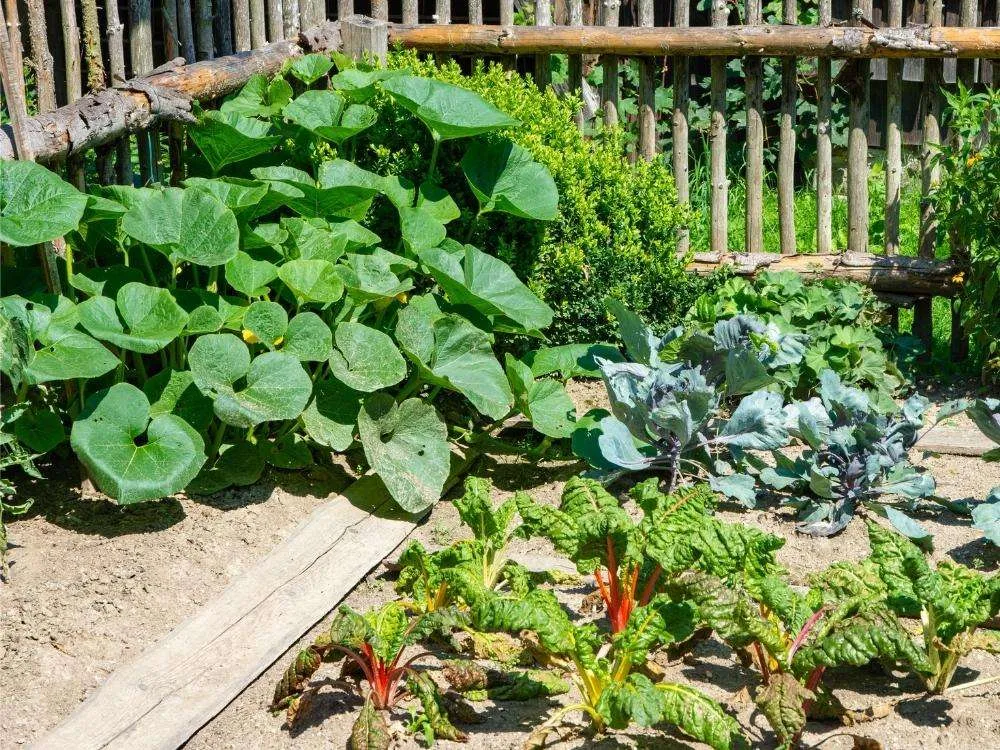 Vegetable growing the corner of a garden