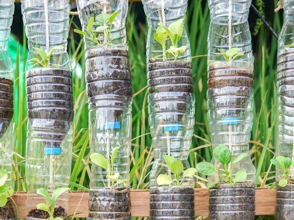 Vegetables growing in hanging plastic bottles