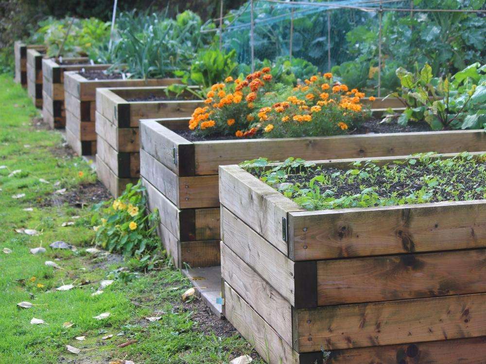 Why Grow Vegetables In Raised Beds? | 2023