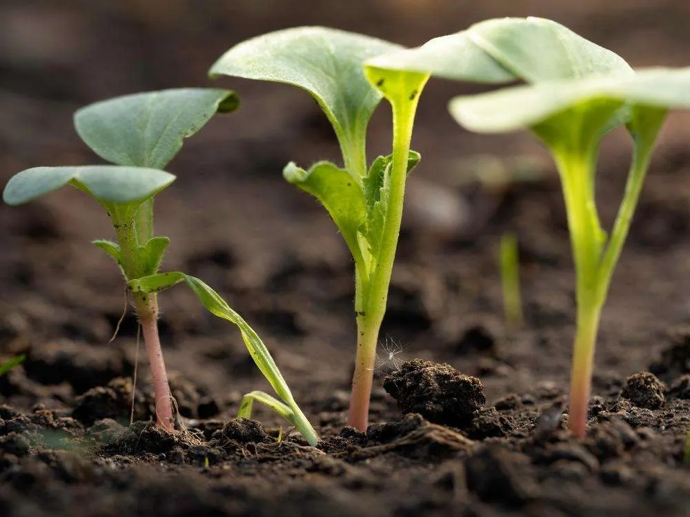 Vegetables growing in top soil