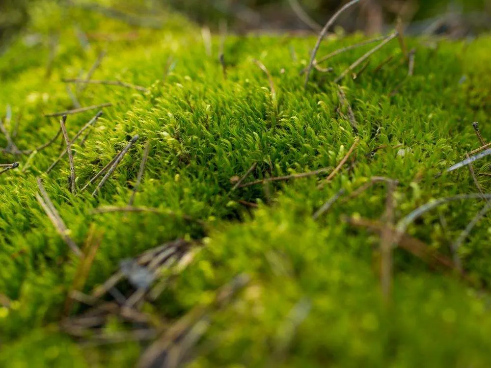 Green peat moss close up