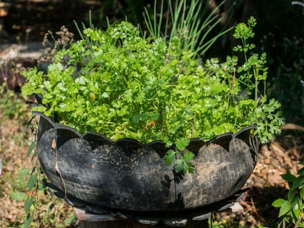 Herbs growing in a tire in a garden