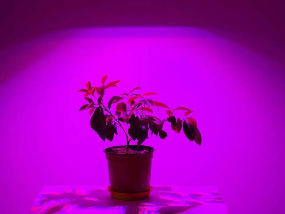 Plant under purple light on a table
