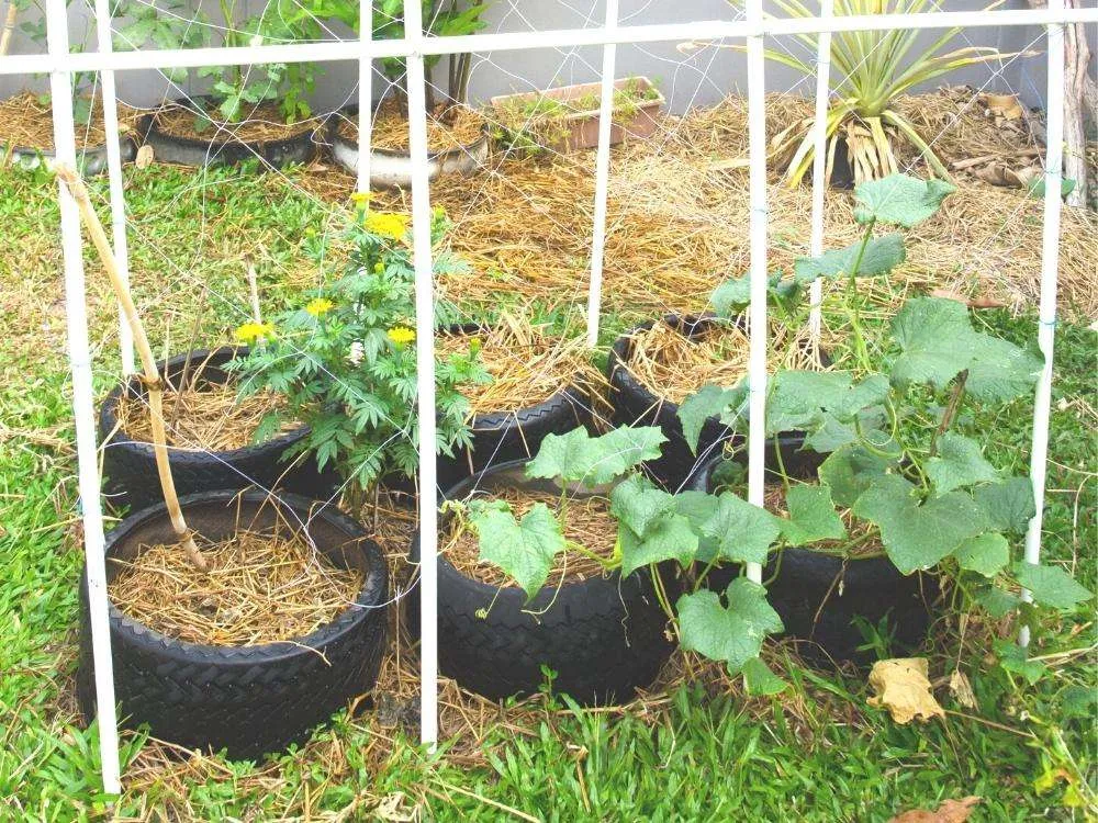 Vegetables growing in tires in a garden