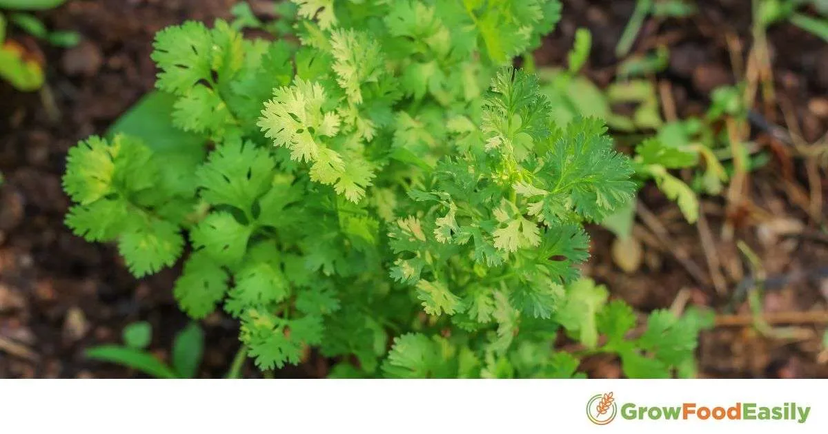 how to grow cilantro from seeds